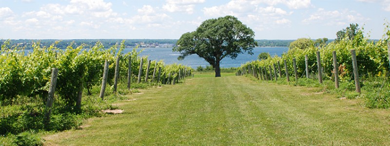 Ventosa Vineyards Tree with City of Geneva in the background.